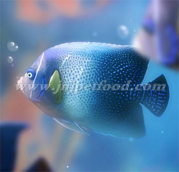 ��ŵ�ѽ�������