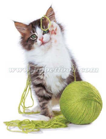 ��ŵ��è��������ζӪ���ײ�