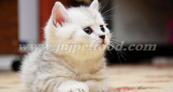 Сè����ȷ��������