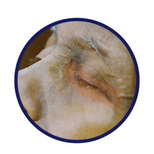 a close up of a man with close eyes, and red around his eyes